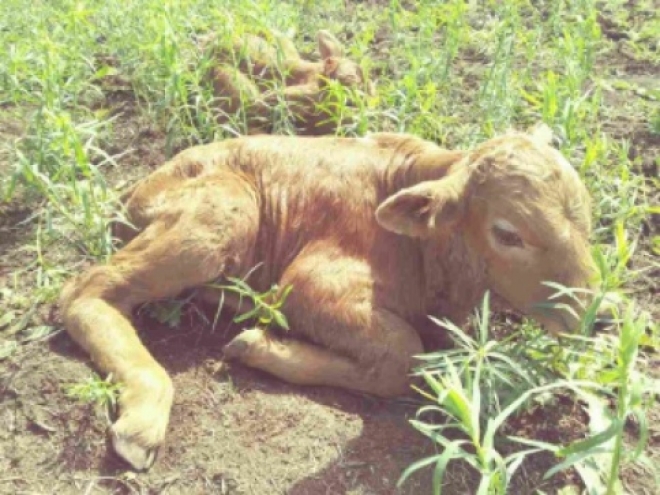 С фермы в Богатовском районе пропали новорожденные телята