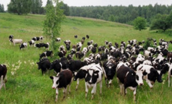 Судебные приставы не досчитались 19 бестужевских коров в Шенталинском районе