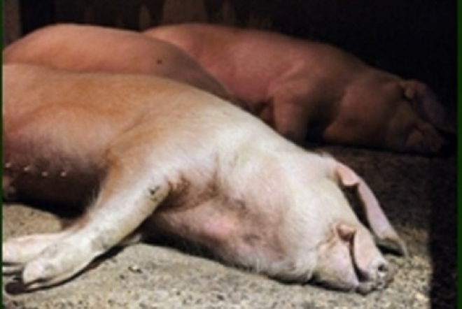 В Самарской области из-за вспышки африканской чумы изымают свиней