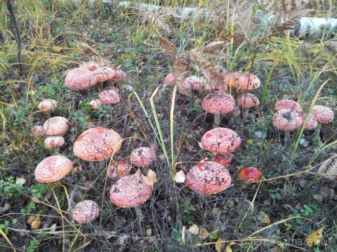 В Самарской области зарегистрировано 20 случаев отравления грибами
