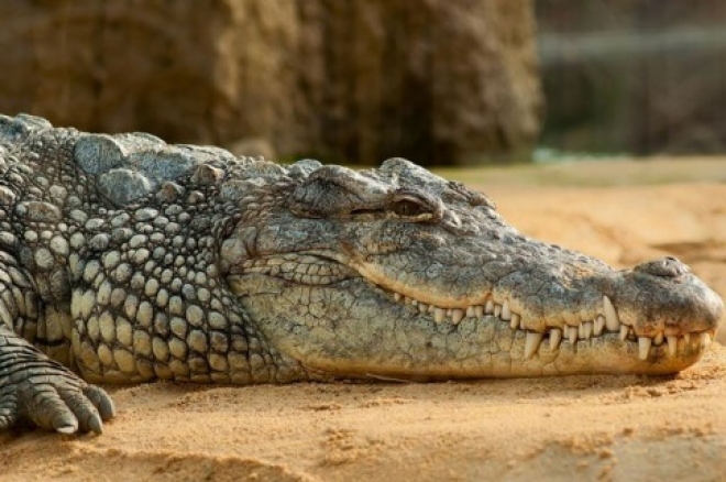 В Самарском зоопарке ищут пару крокодилу Кузе, которому исполнилось 25 лет