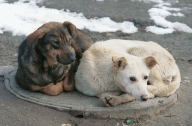 Самарский суд не нашел состава приступления в деле по убою собак