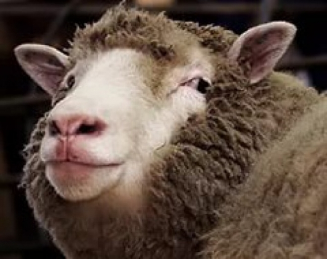 В Самарской области 15 овец стоили жизни охраннику фермы