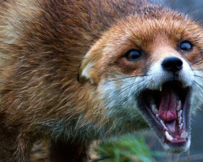 В Самарской области обнаружена бешеная лиса